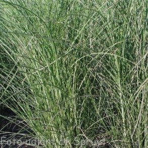 Miscanthus sinensis 'Gracillimus'. <br/>Elefantgrs