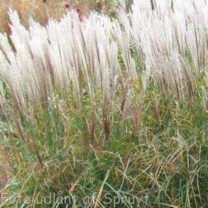 Miscanthus sinensis 'Kleine Silberspinne'. <br/>Elefantgrs