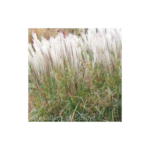 Miscanthus sinensis 'Kleine Silberspinne'. <br/>Elefantgrs