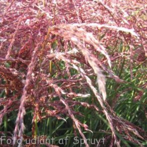 Miscanthus sinensis 'Red Wine'. <br/>Elefantgrs