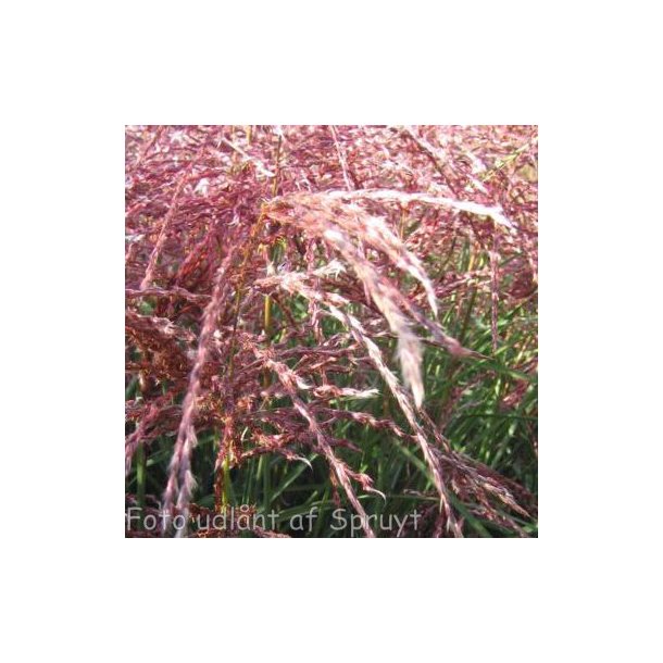 Miscanthus sinensis 'Red Wine'. <br/>Elefantgrs