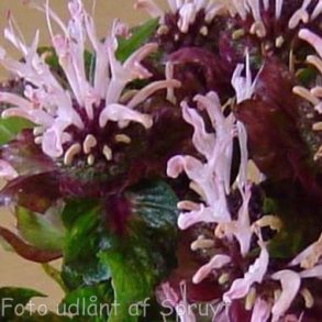 Monarda 'Ou Charm'. <br/>Hestemynte
