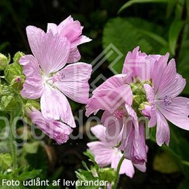 Malva moschata. <br/>Katost