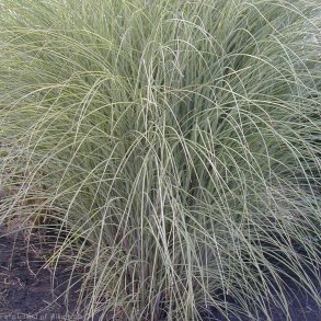 Miscanthus sinensis 'Flamingo'.<br/>Elefantgr�s