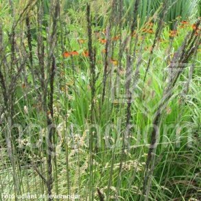Molinia caerulea subsp. arundinacea 'Black Arrows'. <br/>Pibegrs