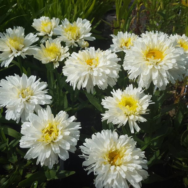 Leucanthemum superbum 'Macaroon'. <br/>Marguerit