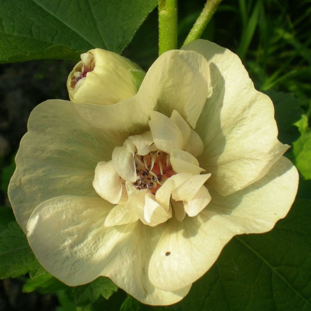 Alcalthaea suffrutescens 'Park Alle'. <br/>Katost