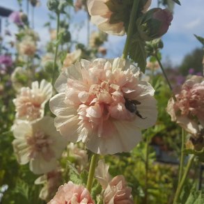 Alcalthaea suffrutescens 'Park Frieden'. <br/>Katost