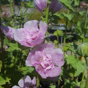 Alcalthaea suffrutescens 'Park Rondell'. <br/>Katost