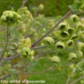 Mathiasella bupleuroides 'Green Dream'. <br/>Katost