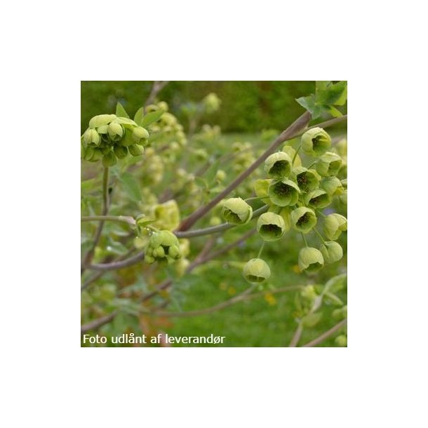 Mathiasella bupleuroides 'Green Dream'. <br/>Katost