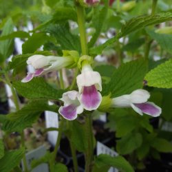 Melittis melissophyllum 'Royal Velvet Distinction'. <br/>Stinkende hjertensfryd
