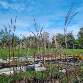 Miscanthus sinensis 'Flamingo'.<br/>Elefantgr�s