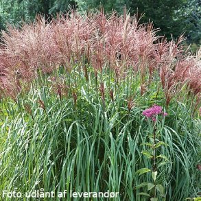 Miscanthus sinensis 'Grosse Fontne'. <br/>Elefantgrs