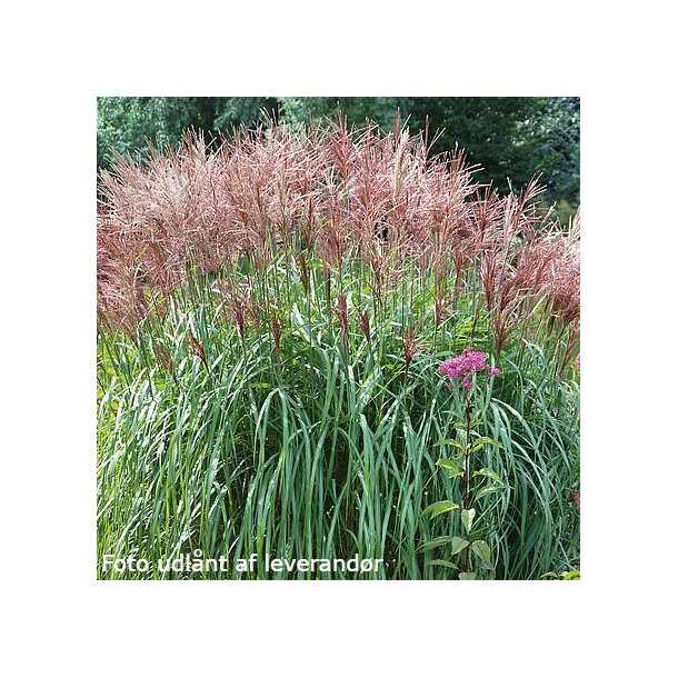 Miscanthus sinensis 'Grosse Fontne'. <br/>Elefantgrs