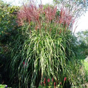 Miscanthus sinensis 'Malepartus'. <br/>Elefantgr�s