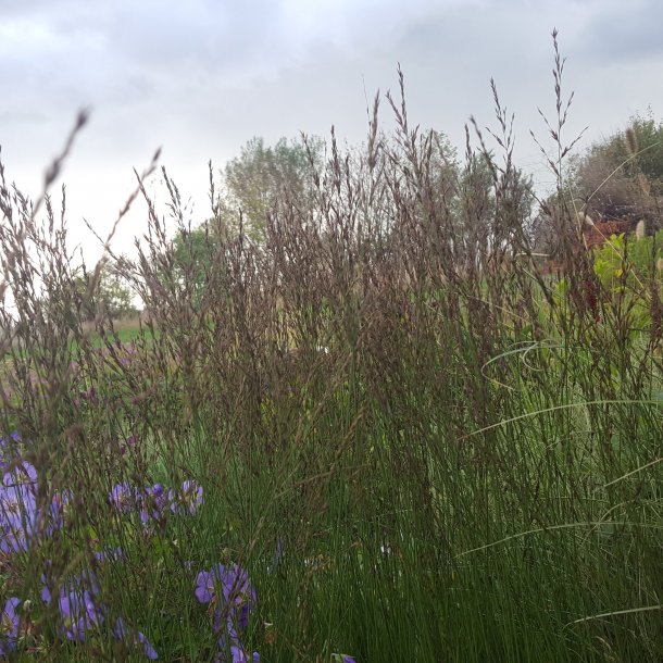 Molinia caerulea 'Edith Dudszus'. <br/>Dvrgpibegrs/bltop