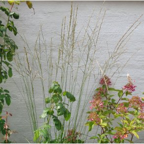 Molinia caerulea subsp. arundinacea 'Transparent'. <br/>Stor pibegrs/ bltop