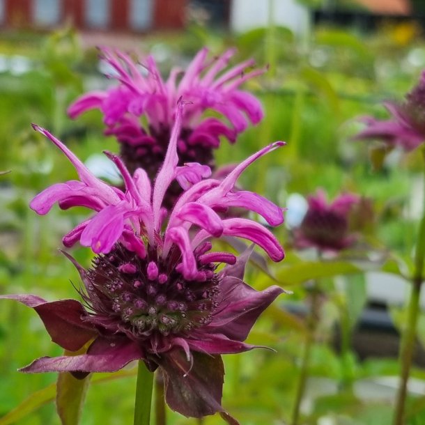 Monarda 'Aquarius'. <br/>Hestemynte