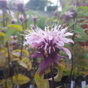 Monarda 'Beauty of Cobham'. <br/>Hestemynte
