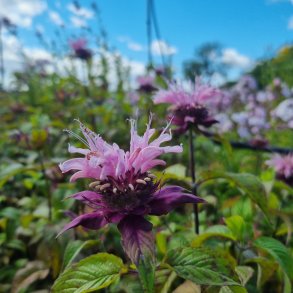 Monarda 'Beauty of Cobham'. <br/>Hestemynte