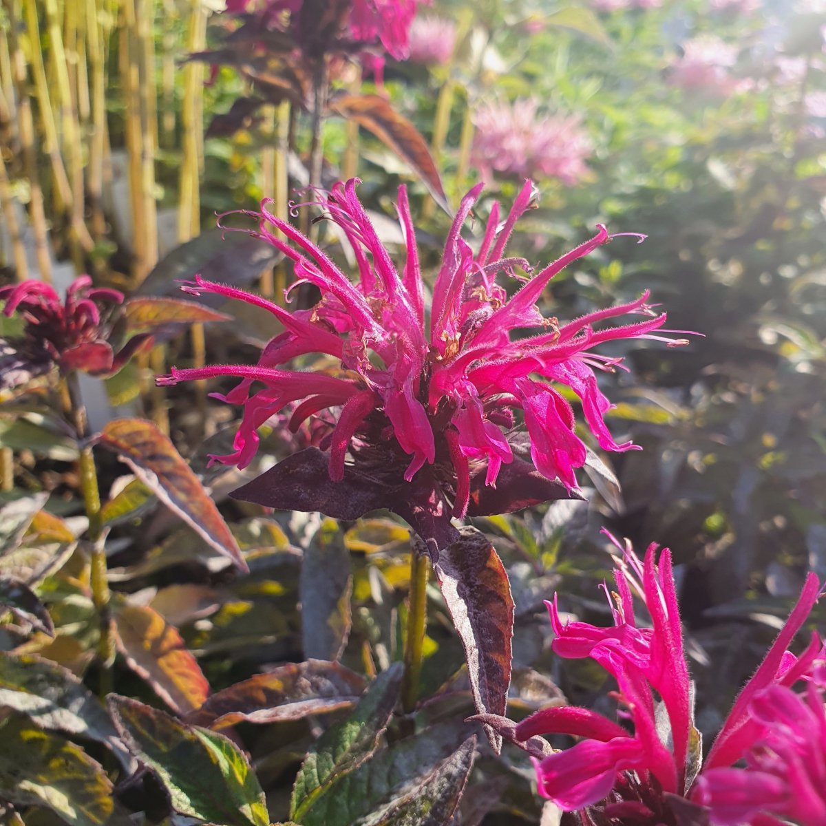 Monarda Sugar Buzz 'Berry Taffy'. Hestemynte - Stauder - M, N, O ...