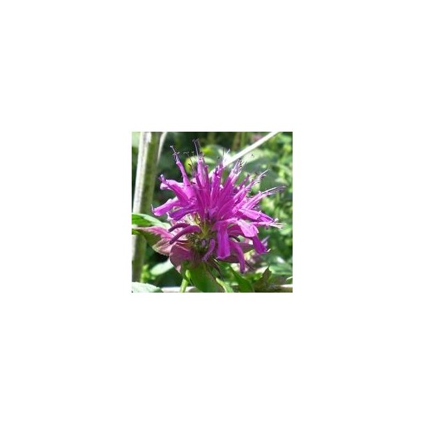 Monarda 'Blaustrumpf'. <br/>Hestemynte