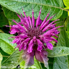 Monarda 'Danish Dark'. <br/>Hestemynte