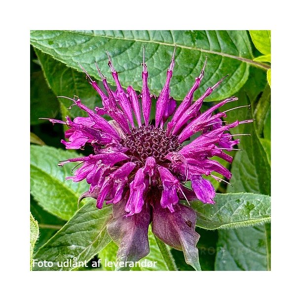 Monarda 'Danish Dark'. <br/>Hestemynte