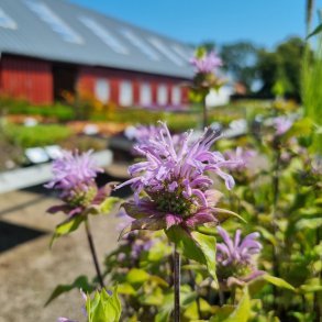 Monarda 'Elsie's Lavender'. <br/>Hestemynte