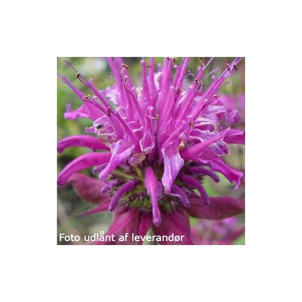 Monarda fistulosa sub. menthifolia. <br/>Hestemynte