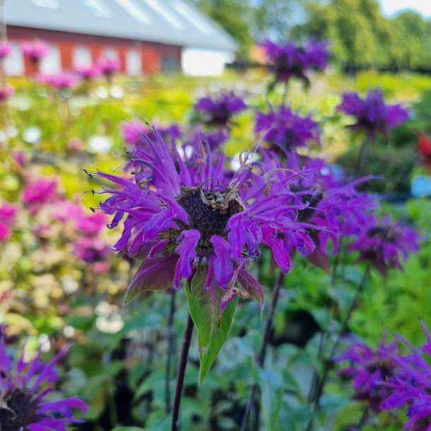 Monarda fistulosa sub. menthifolia. <br/>Hestemynte