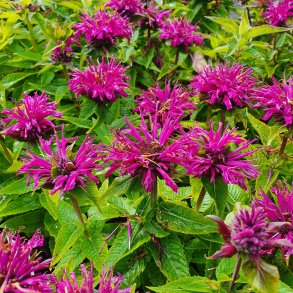 Monarda didyma 'Grape Gumball'. <br/>Hestemynte