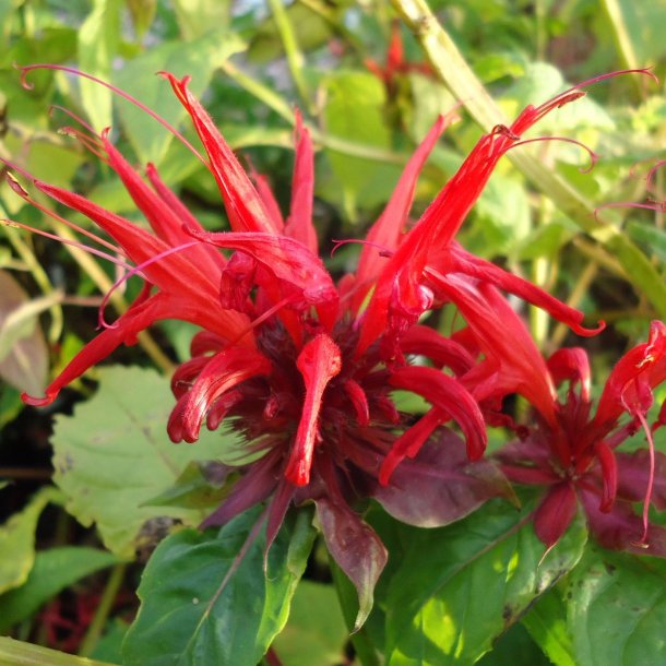 Monarda 'Jacob Cline'. <br/>Hestemynte