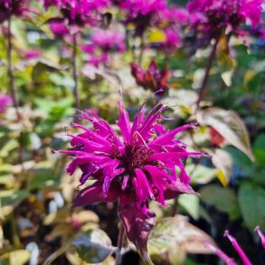 Monarda 'Lederstrumpf'. <br/>Hestemynte