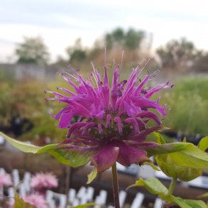 Monarda 'Marshall's Delight'. <br/>Hestemynte