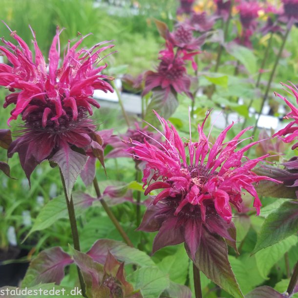 Monarda hybride 'Raspberry Wine'. <br/>Hestemynte