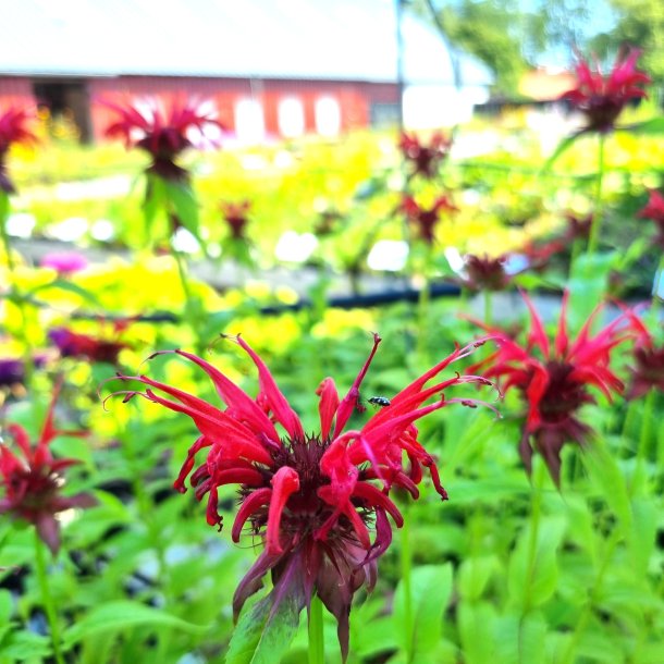 Monarda 'Squaw'. <br/>Hestemynte