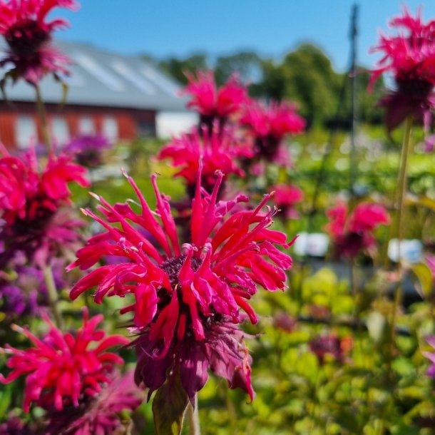 Monarda 'Talud'. <br/>Hestemynte