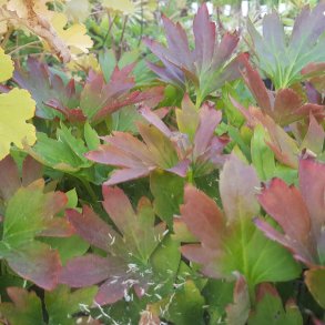 Mukdenia rossii 'Karasuba'. <br/>Ahornblad