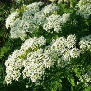 Myrrhis odorata. <br/>Sdskrm