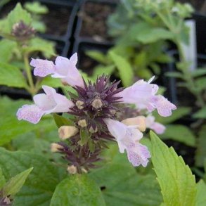 Nepeta subsessilis 'Sweet Dreams'. <br/>Katteurt