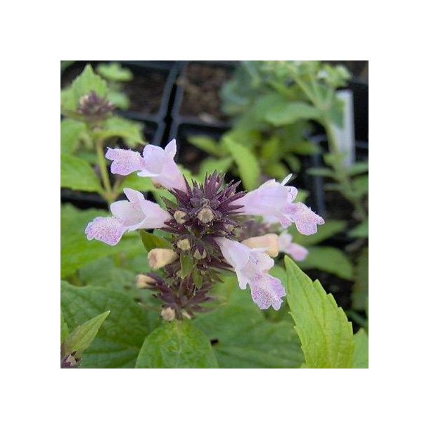 Nepeta subsessilis 'Sweet Dreams'. <br/>Katteurt