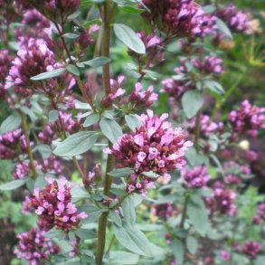 Origanum laevigatum 'Herrenhausen'. <br/>Oregano