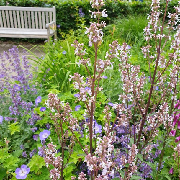 Nepeta nuda 'Anne's Choice'. <br/>Katteurt