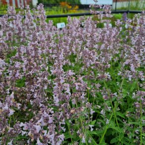 Nepeta racemosa 'Amelia'. <br/>Katteurt
