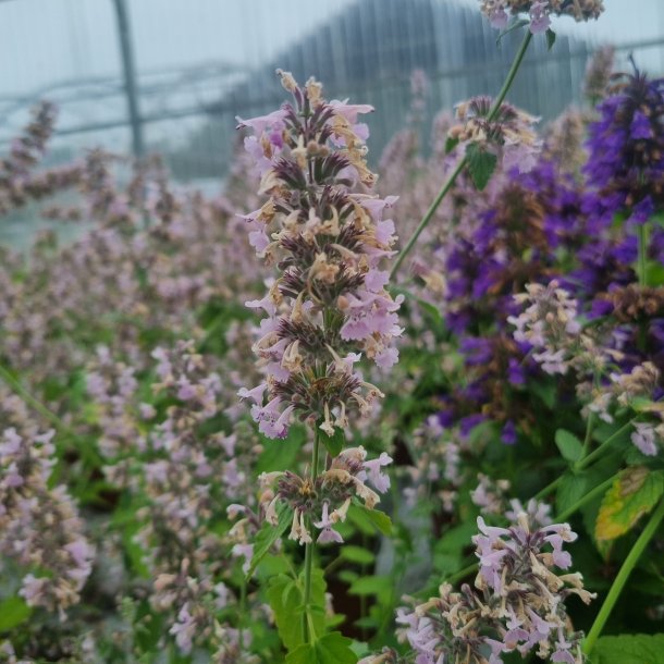 Nepeta racemosa 'Amelia'. <br/>Katteurt