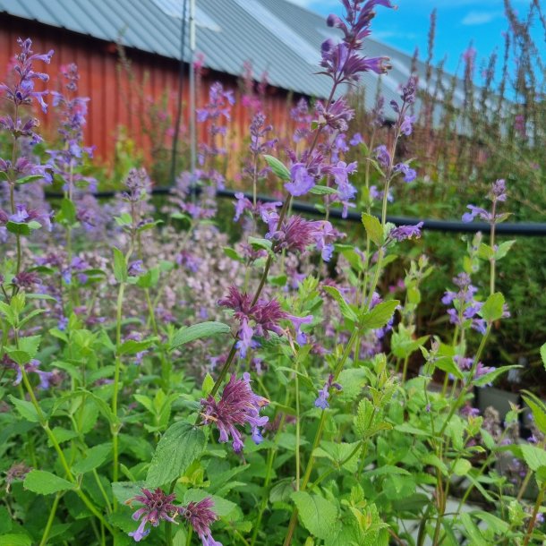 Nepeta transcaucasica 'Blue Infinity'. <br/>Katteurt