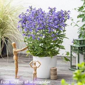 Nepeta hybrida 'Blue Planet'. <br/>Katteurt
