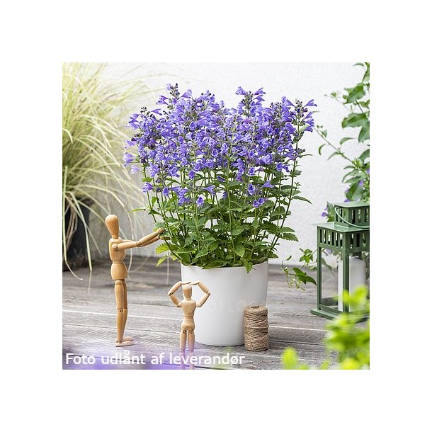 Nepeta hybrida 'Blue Planet'. <br/>Katteurt